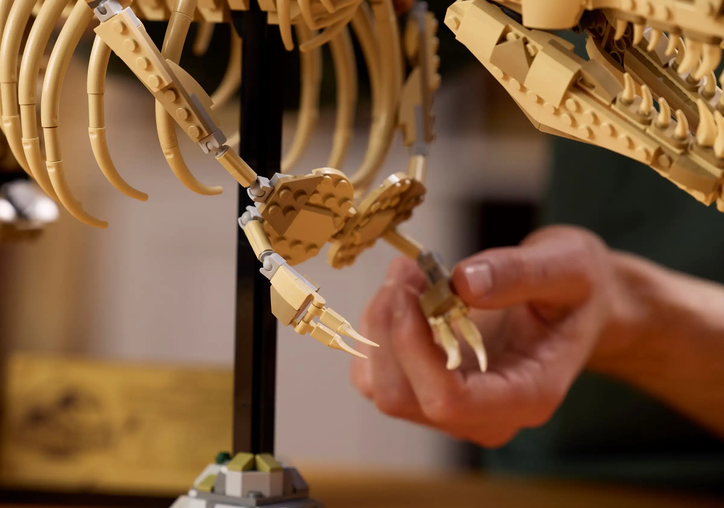 Dinosaurier-Fossilien: Tyrannosaurus rex Detail Gallerie